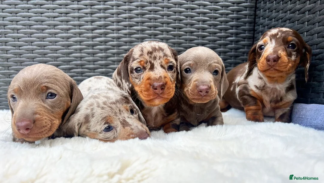 Miniature Dachshund dogs for stud: long haired miniature dachshund in Sunderland - Advert 8