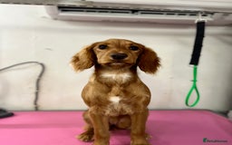 Cocker Spaniel dogs for sale: Cocker Spaniel Puppy for sale - Advert 1