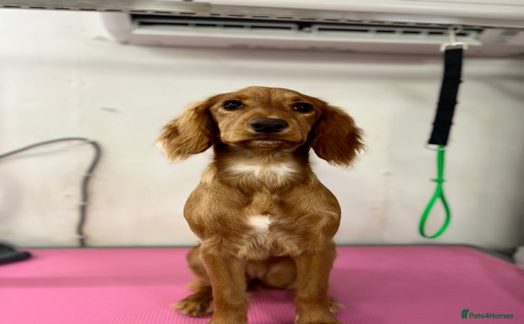 Cocker Spaniel dogs Cocker Spaniel Puppy for sale - Advert 1