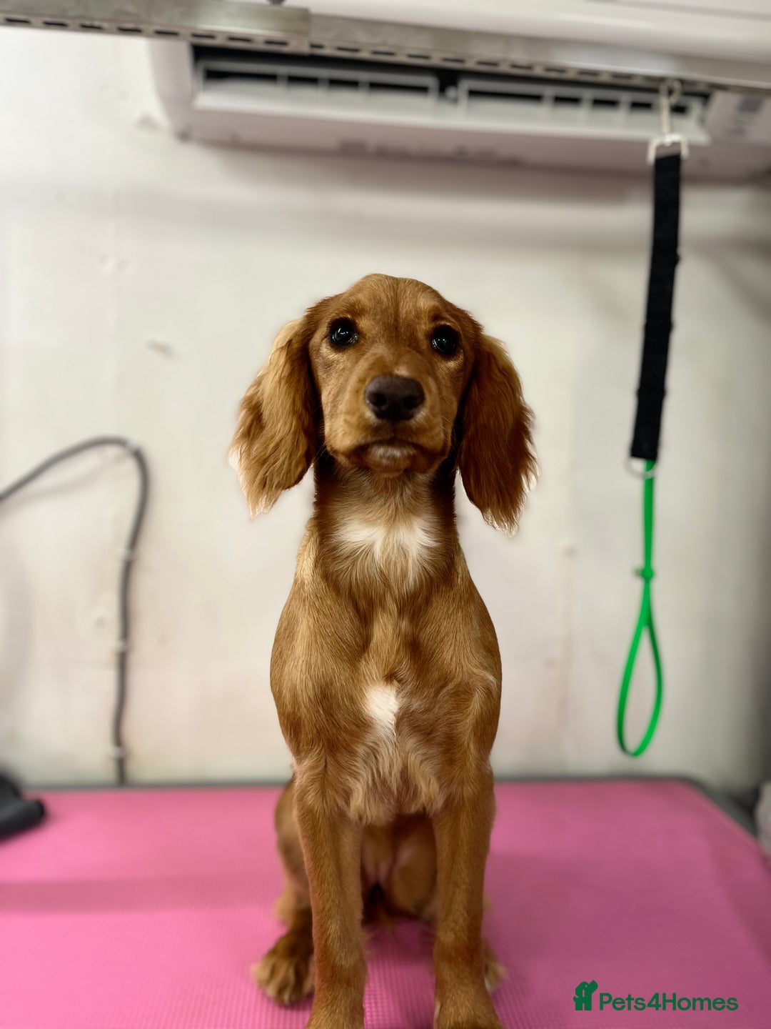 Cocker Spaniel dogs for sale: Cocker Spaniel Puppy for sale - Advert 1