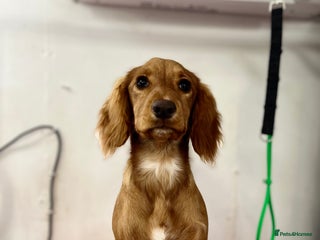 Cocker Spaniel dogs Cocker Spaniel Puppy for sale - Advert 1