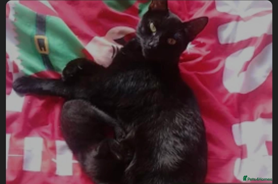 Mixed Breed cats Kittens for sale - Advert 3