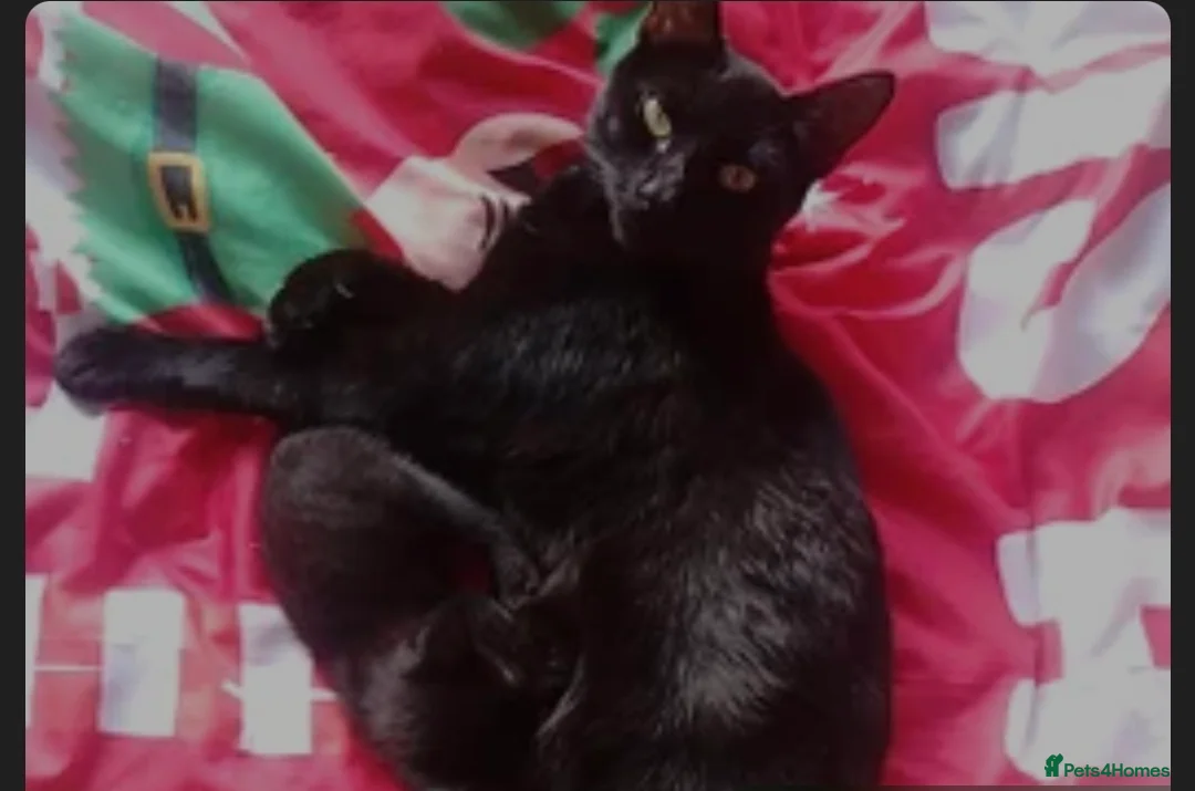 Mixed Breed cats for sale: Kittens for sale - Advert 1