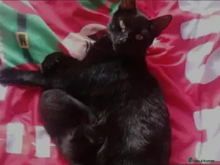 Mixed Breed cats Kittens for sale - Advert 3