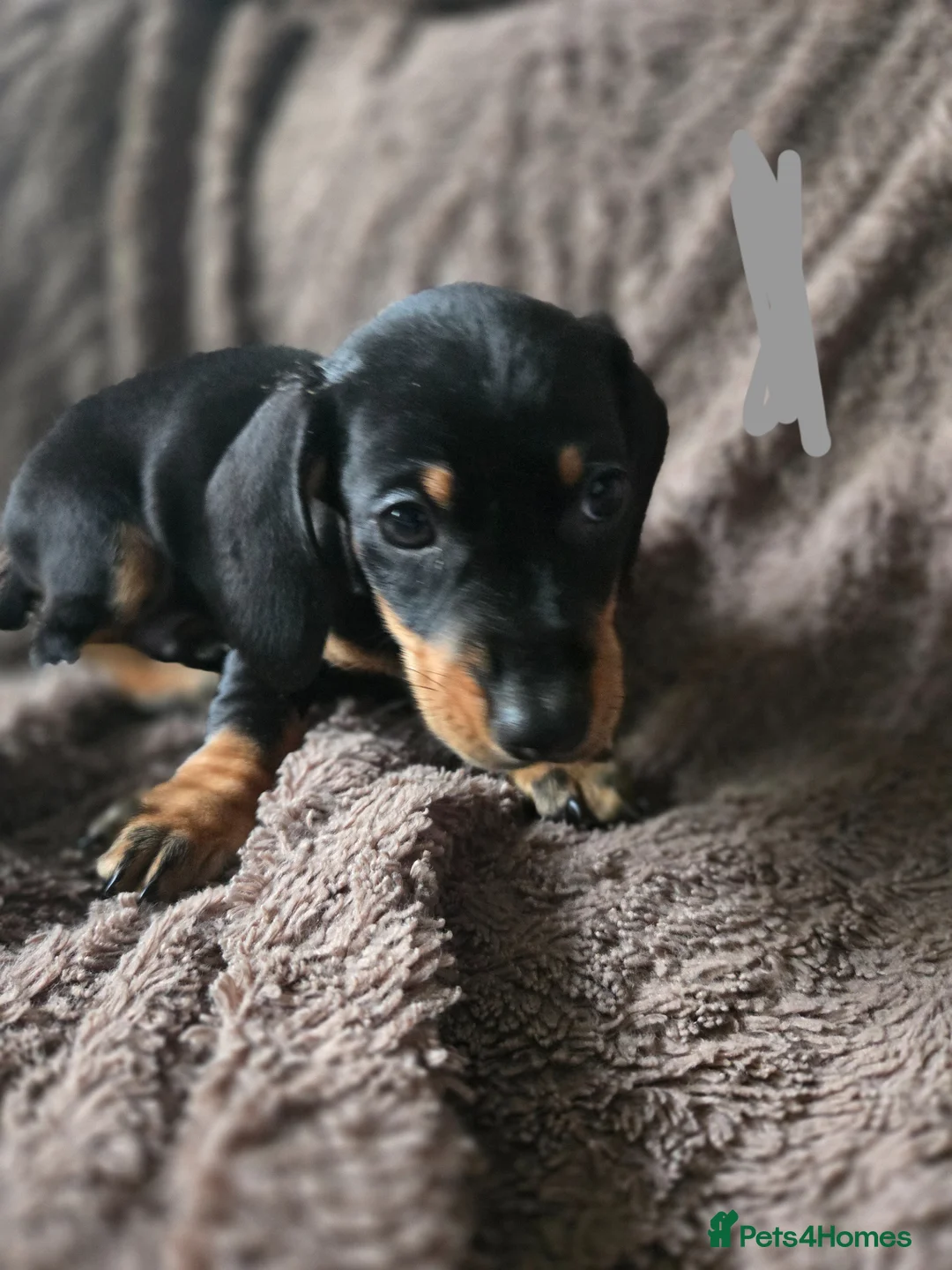Miniature Dachshund dogs for sale: Miniature dacshund pups - Advert 6