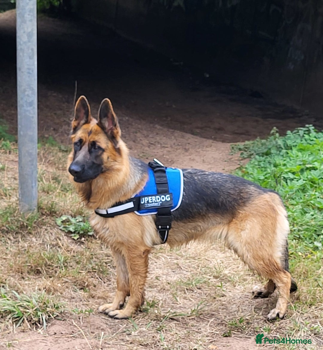 German Shepherd dogs for sale: Friendly Female German Shepherd –Strong Bloodlines - Advert 10