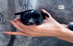 Cocker Spaniel dogs for sale: Stunning Working Cocker Spaniel Pups F1B  - Image 11