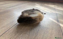 Guinea Pig rodents for sale: Guinea pigs looking for a new home - Image 3