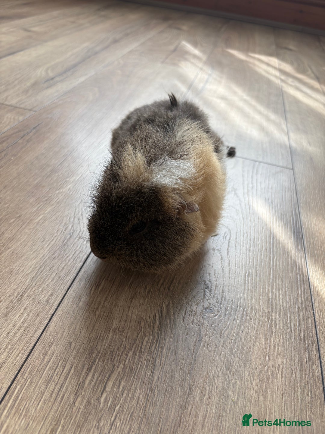 Guinea Pig rodents for sale: Guinea pigs looking for a new home - Image 3
