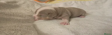 American Pocket Bully 4