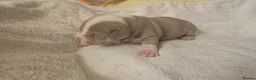 American Bully dogs for sale: Exclusive ABKC Pocket Bullys - Champ Bloodlines - Advert 3