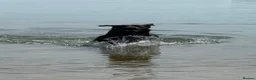 Labrador Retriever dogs for sale: Silver Labrador Bramble - Advert 6