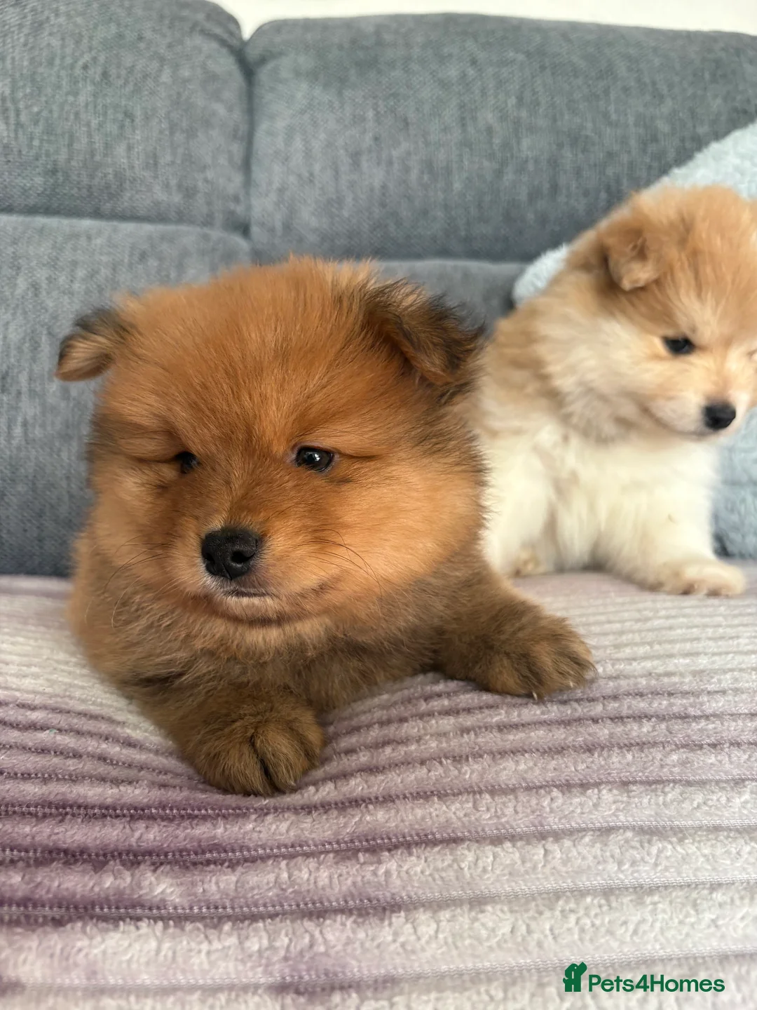 Pomeranian dogs for sale: Pomeranian Puppies - Advert 14