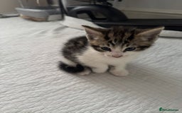 Domestic Shorthair cats for sale: 5 Playful Tuxedo & Black Kittens – Ready Now - Image 13