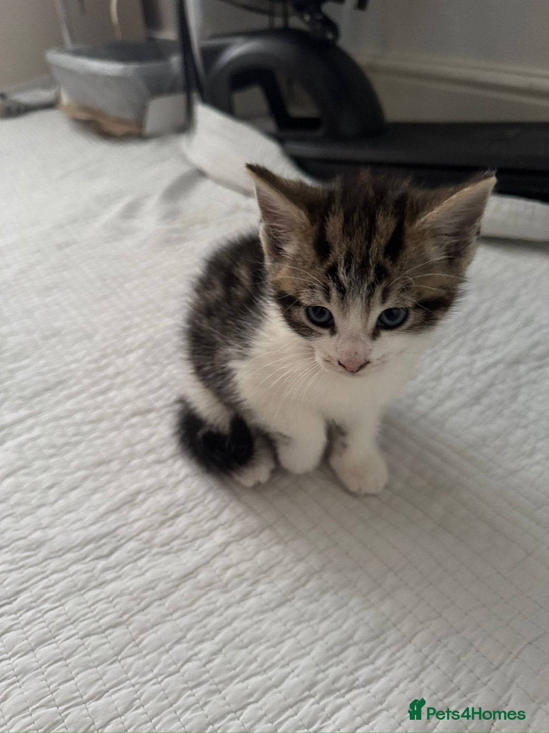 Domestic Shorthair cats for sale: 5 Playful Tuxedo & Black Kittens – Ready Now - Image 13