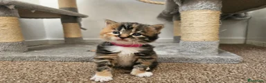 Mixed Breed 4