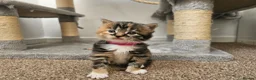 Mixed Breed cats for sale: Beautiful Kittens Looking For Their Forever Homes. - Advert 23