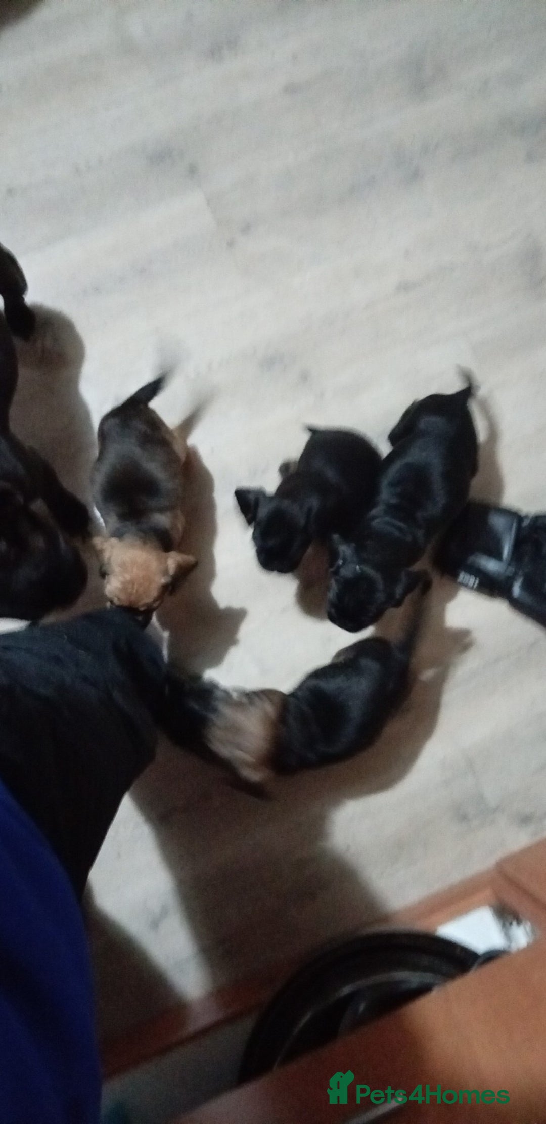 Mixed Breed dogs for sale: Mixed breed  - Advert 1