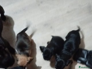 Mixed Breed dogs Mixed breed - Advert 1