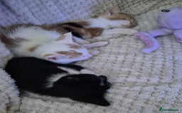 Domestic Shorthair cats for sale: 3 x kittens looking for their forever homes - Advert 7