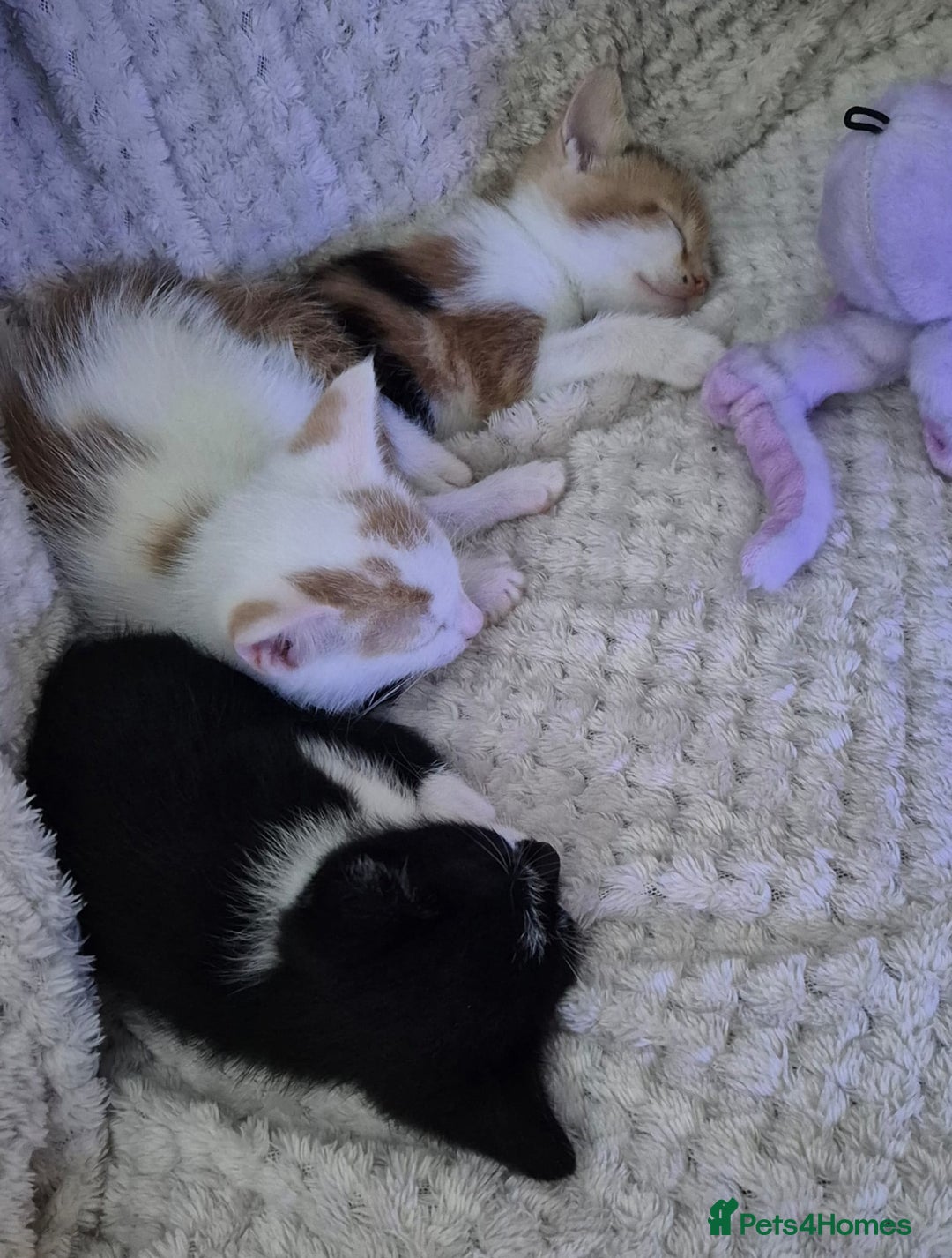 Domestic Shorthair cats for sale: 3 x kittens looking for their forever homes - Advert 7