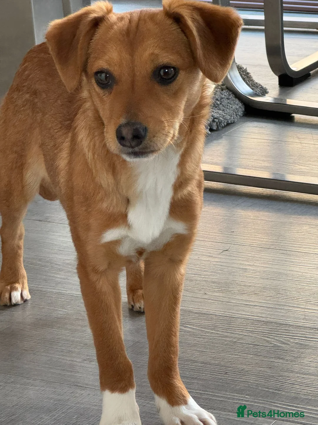 Mixed Breed dogs for adoption: Pettie  in Witney - Advert 2