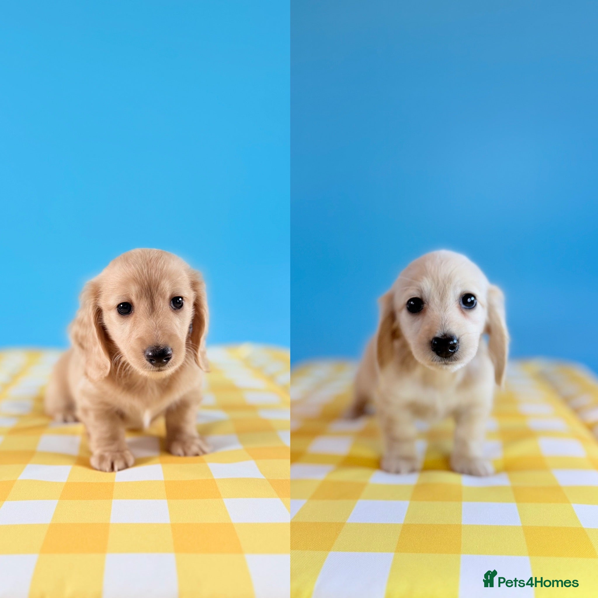 Miniature Dachshund dogs English cream KC registered miniature long haired - Advert 1