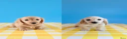 Miniature Dachshund dogs for sale: English cream KC registered miniature long haired - Advert 1