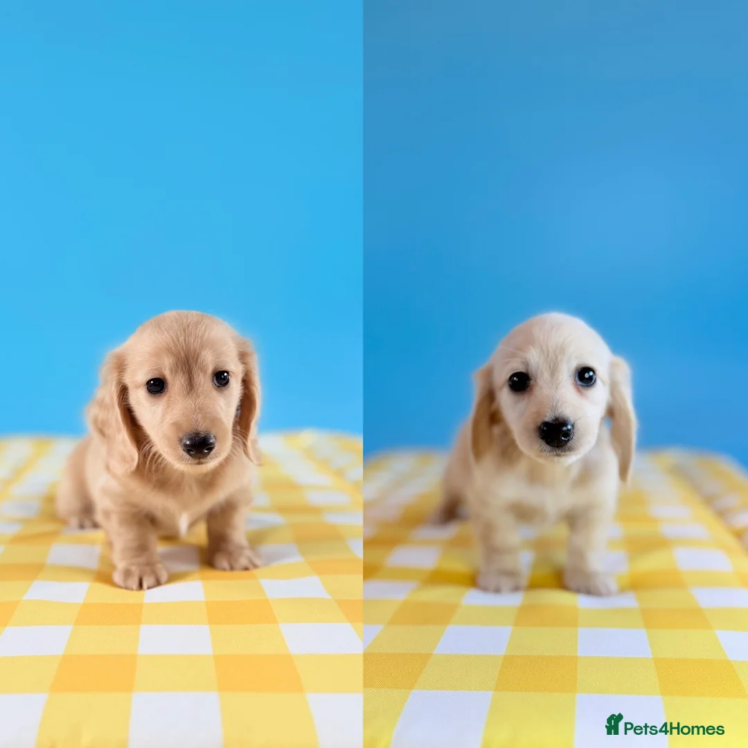 Miniature Dachshund dogs for sale: English cream KC registered miniature long haired - Advert 1