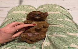 Cavapoo dogs for sale: Cavapoo puppies fully health tested parents - Image 30