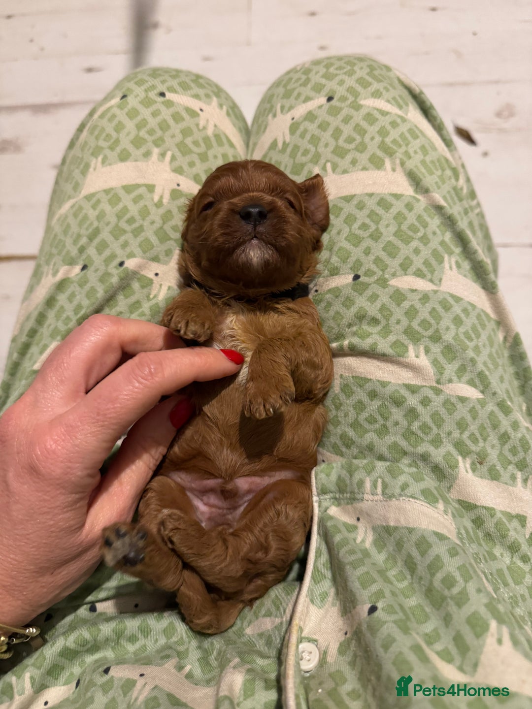 Cavapoo dogs for sale: Cavapoo puppies fully health tested parents - Image 30