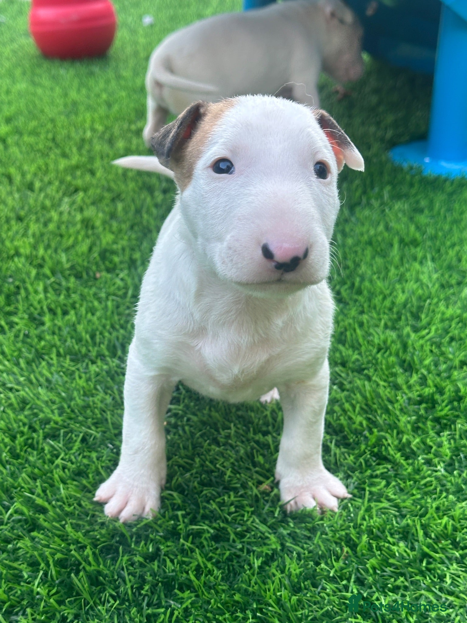 English Bull Terrier dogs Stunning English bull terrier puppies for sale  - Advert 1