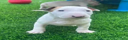 English Bull Terrier dogs for sale: Stunning English bull terrier puppies for sale  - Advert 13