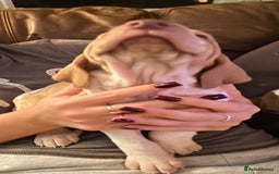 Bracco Italiano dogs for sale: Beautiful Bracco Pupoies - Image 7