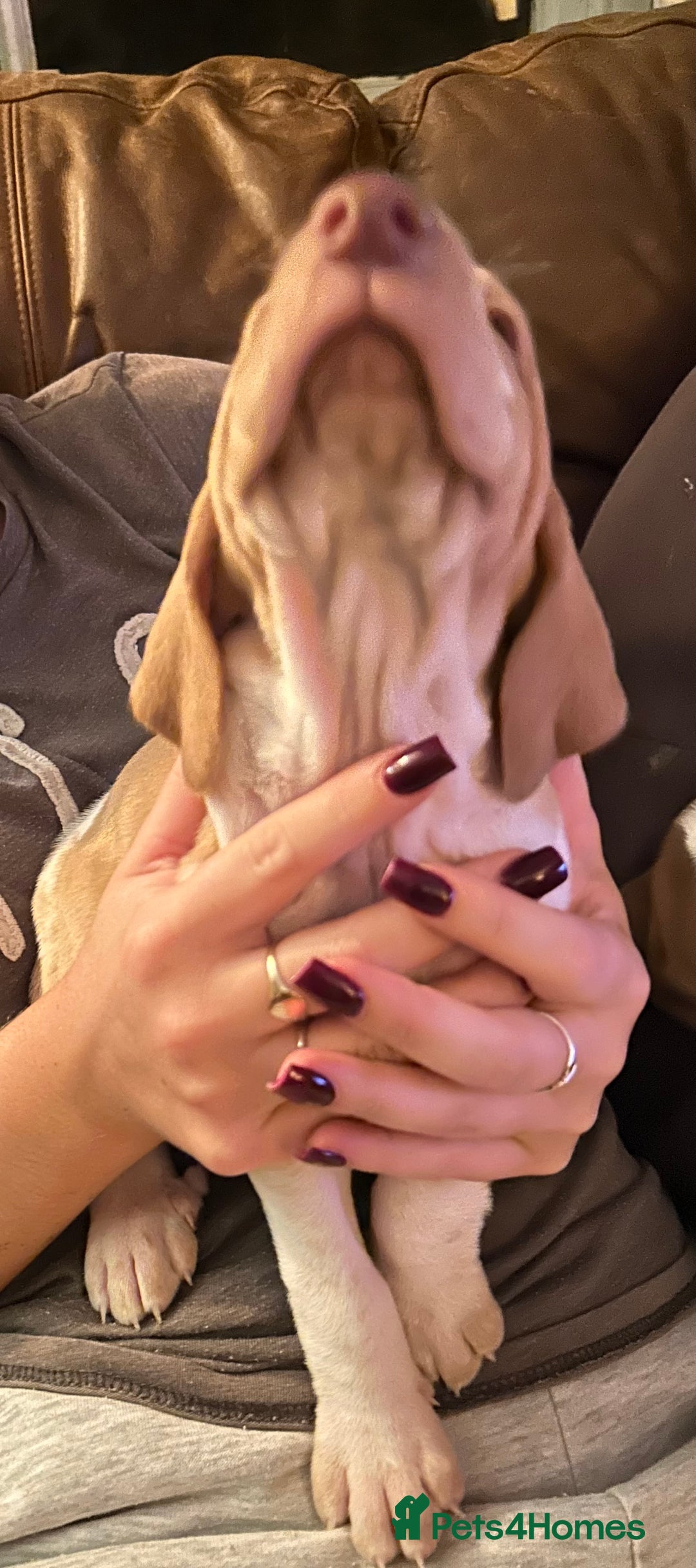 Bracco Italiano dogs for sale: Beautiful Bracco Pupoies - Image 7