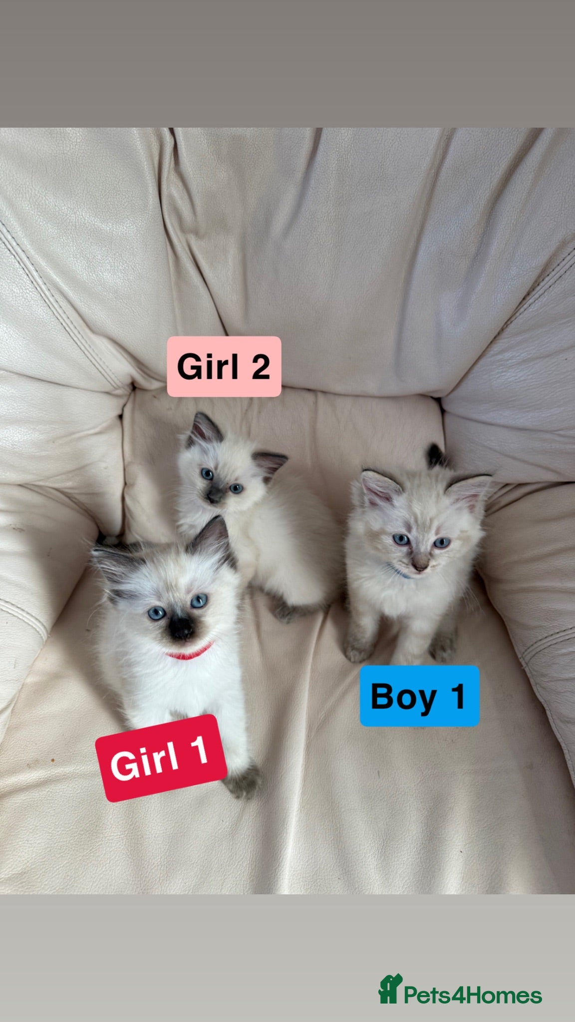 Ragdoll cats Stunning litter of ragdoll kittens  - Advert 1