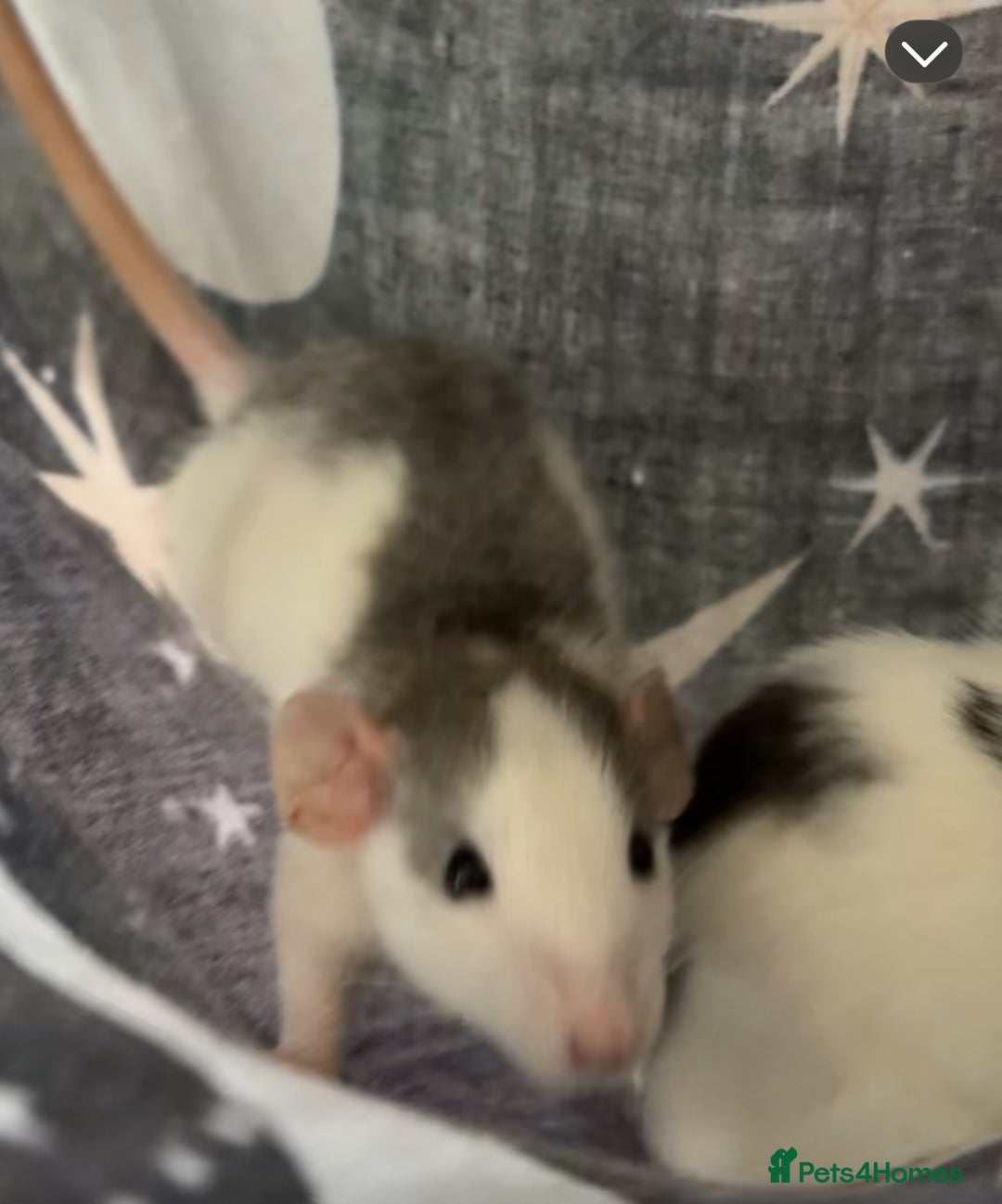 Rat rodents for sale: Rats & cage  - Image 3