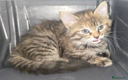 Domestic Shorthair cats for sale: Longhaired kitten for sale £20 - Image 1