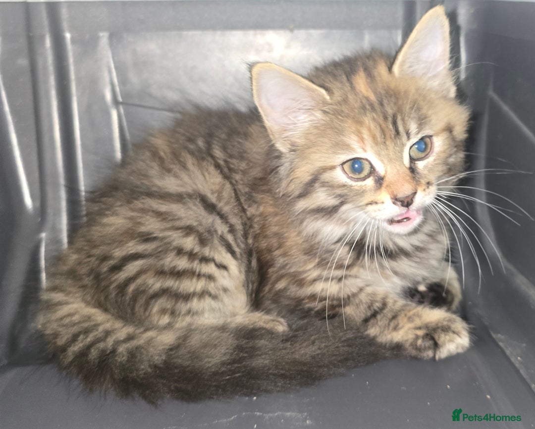 Domestic Shorthair cats for sale: Longhaired kitten for sale £20 - Image 1