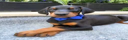 Dobermann dogs for sale: *KC REGISTERED* HEALTH TESTED DOBERMAN PUPPIES - Advert 18