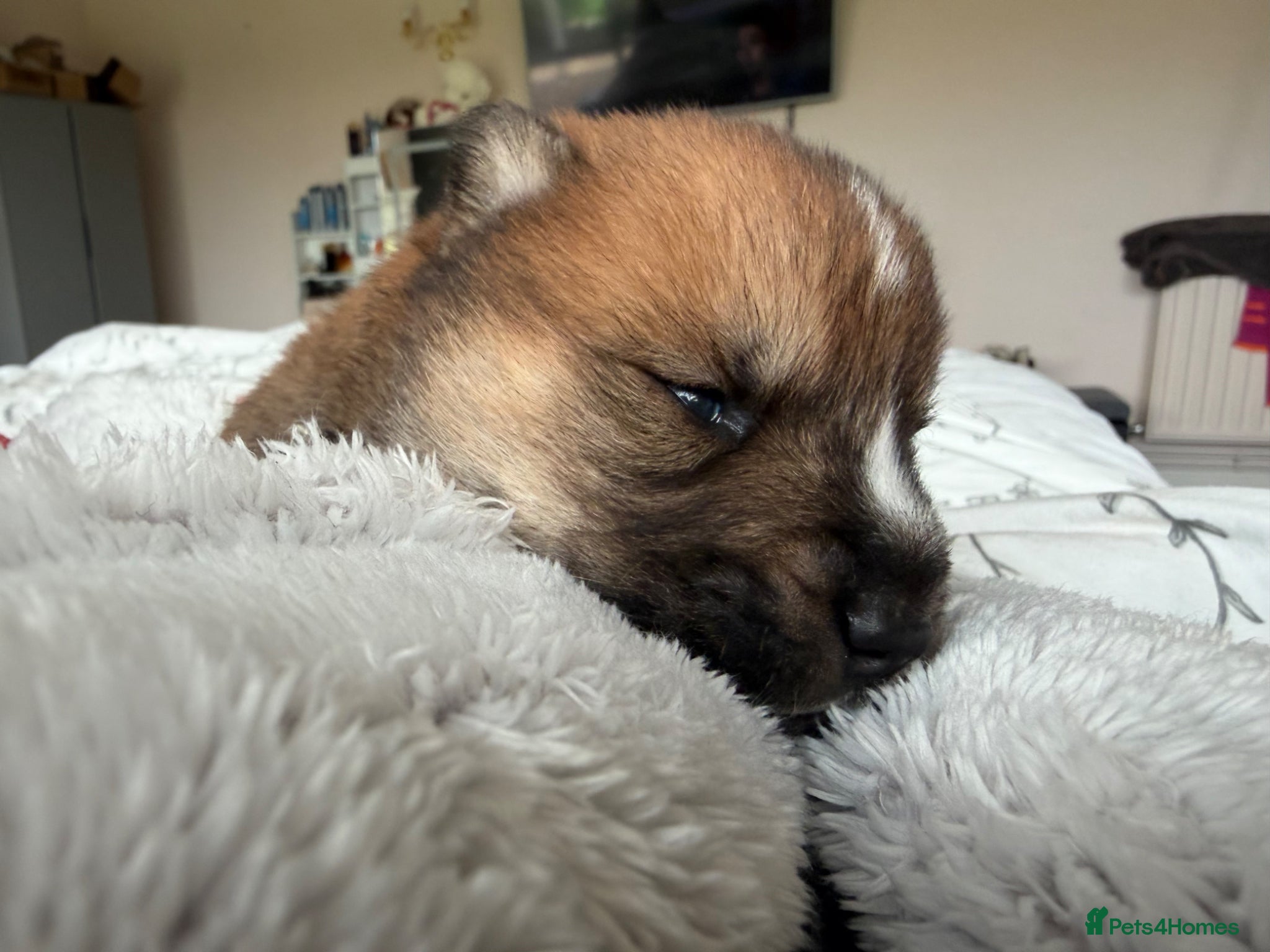 Mixed Breed dogs Chowski puppy’s  - Advert 1