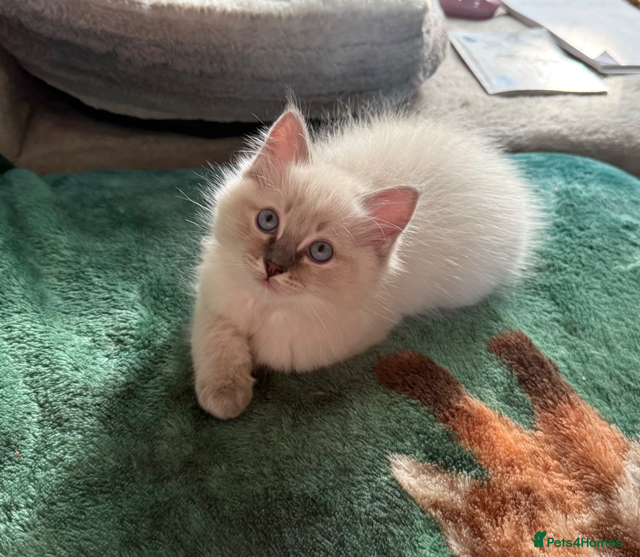 Ragdoll cats READY FOR NEW HOME NOW Chunky Ragdoll  Kittens   - Advert 1