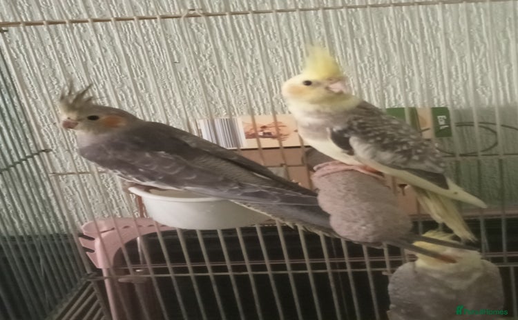 Cockatiels birds - Advert 3