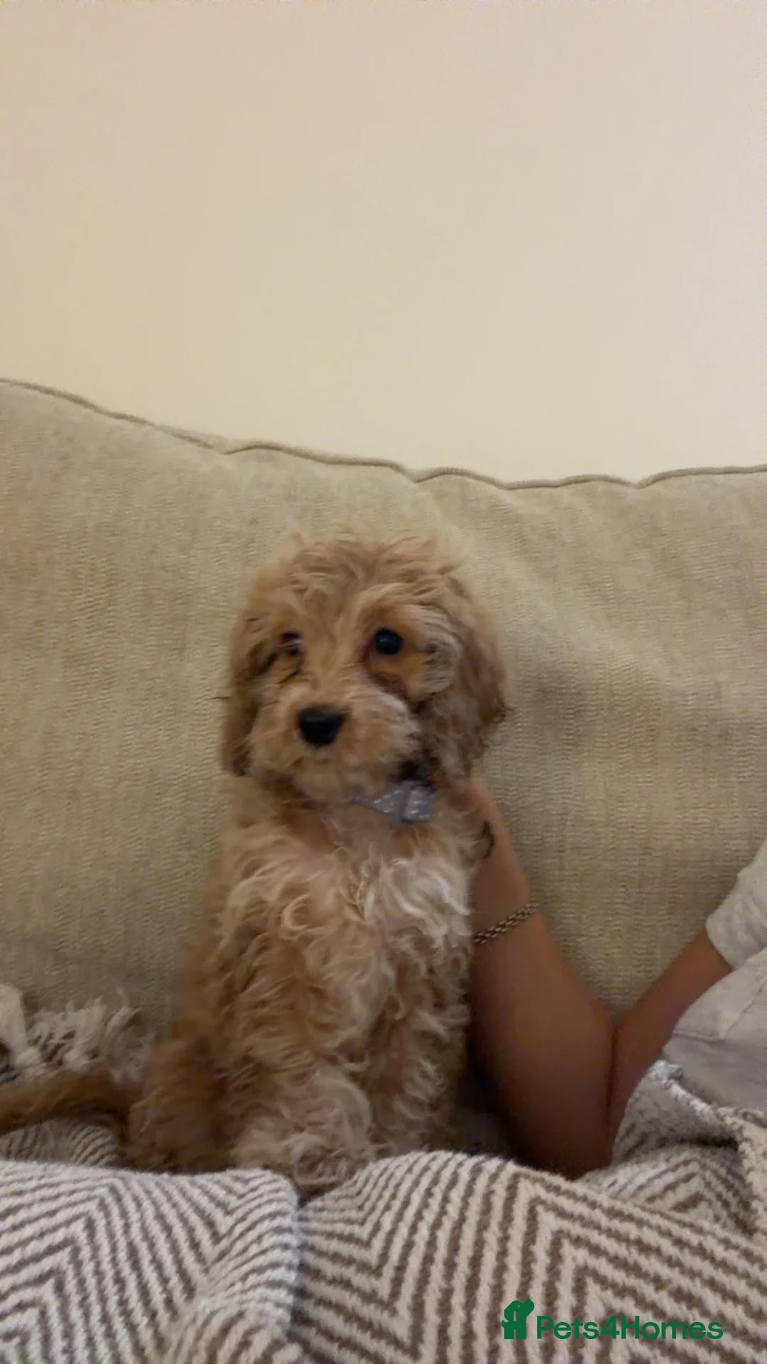 Cockapoo dogs for sale: Darla  - Advert 3
