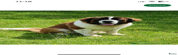 Saint Bernard dogs for sale: Outstanding KC Saint Bernard Puppies - Advert 11