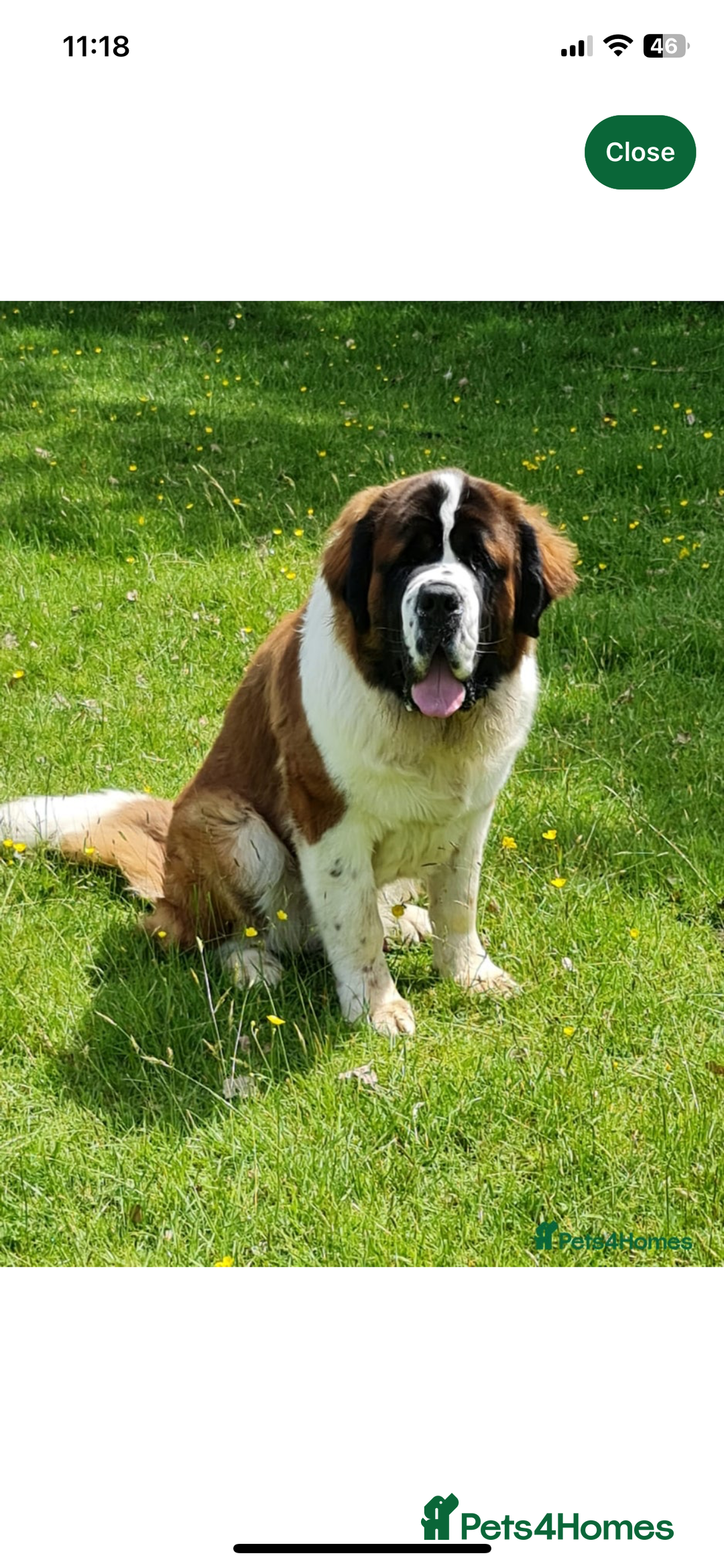 Saint Bernard dogs for sale: Outstanding KC Saint Bernard Puppies - Advert 11
