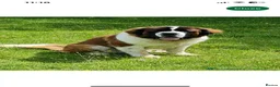 Saint Bernard dogs for sale: KC Saint Bernard Puppies READY TO LEAVE NOW!   - Advert 8