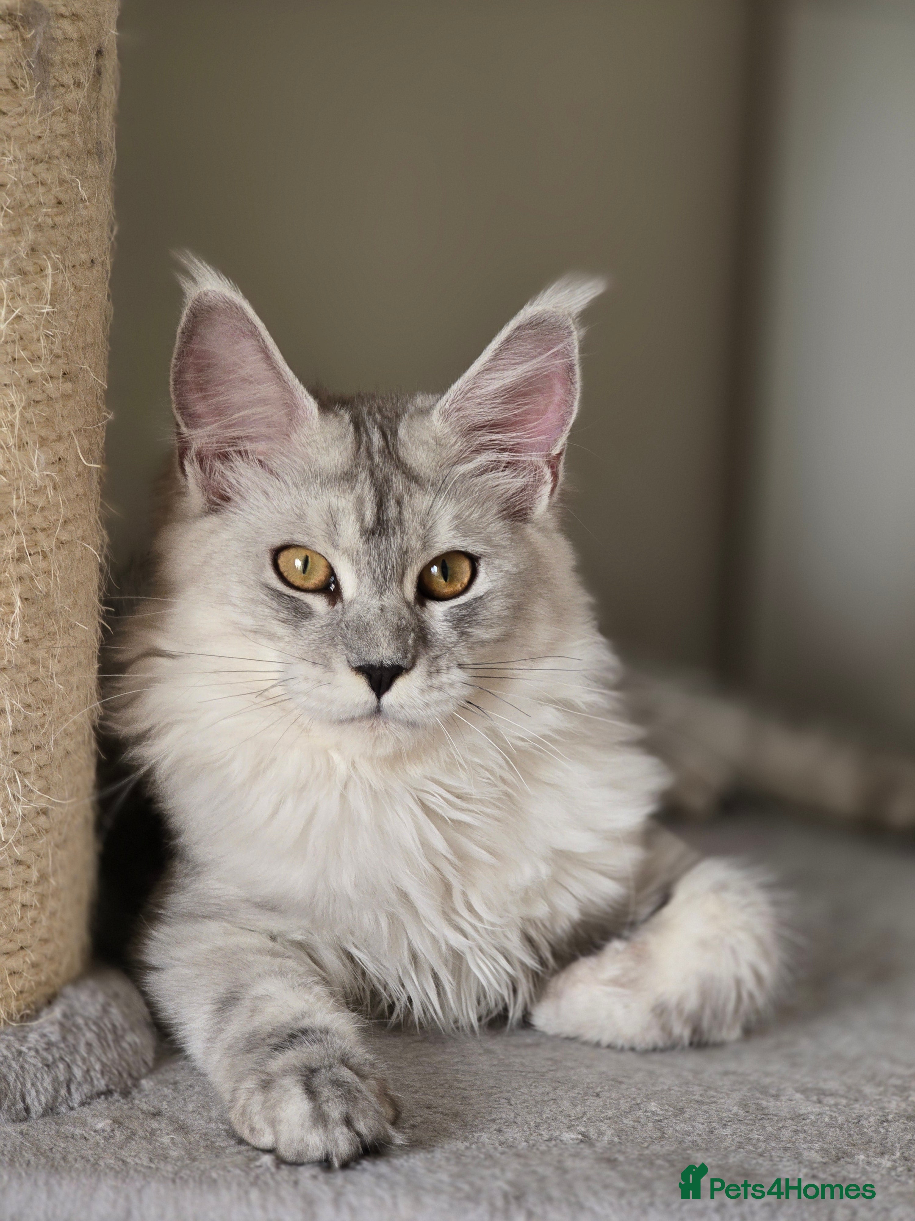 Maine Coon cats Maine Coon kittens  - Advert 14