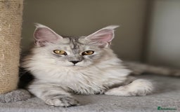 Maine Coon cats for sale: Maine Coon kittens  - Image 1