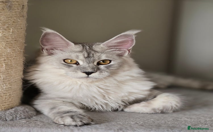 Maine Coon cats - Advert 4